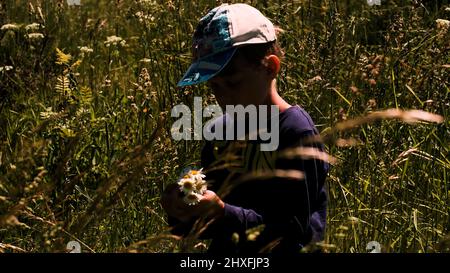 Un ragazzo sul campo. Creativa. Un ragazzino in abiti estivi e un cappellino che si trova in un campo con erba alta e raccoglie margherite. Foto Stock