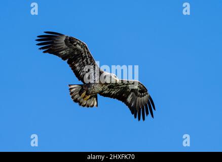 Aquila calva giovanile da vicino contro il cielo blu Foto Stock