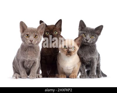 Fila di 4 gattini di gatto birmano in diversi colori, seduti uno accanto all'altro. Tutti guardando verso la fotocamera. Isolato su sfondo bianco. Foto Stock
