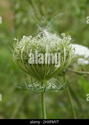 Un seme di dente di leone veicolato dal vento si trova catturato nella intricata ciotola filigrana di una testa di fiore di carota selvaggia. Foto Stock