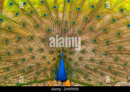 Peacock Dancing and Display Foto Stock