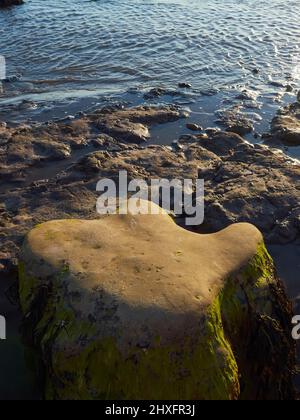 L'impronta a tre punte di un dinosauro, fossilizzato e poi rivelato sulla spiaggia di Compton Bay, in calda luce inclinata da un sole tramonto. Foto Stock