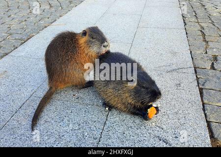 Nutria con pelliccia nera lunga, lontre si siedono nel parco sul sentiero, primo piano. Water Rat, muskrat siede nel parco, fattoria Foto Stock