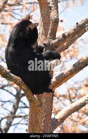 Carino cucciolo di orso nero che attacca la sua lingua su un ramo di albero. Foto Stock