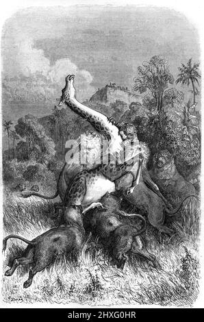 Lions, Panthera leo, attaccando una giraffa, Giraffa camelopardalis, Africa. Illustrazione o incisione vintage 1860. Foto Stock