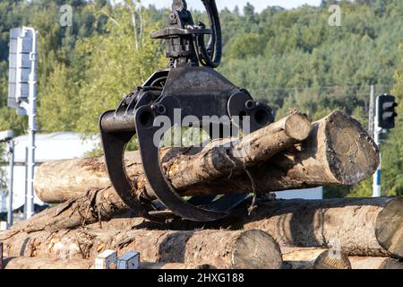 Una gru con ganasce carica tronchi di albero nei carri Foto Stock