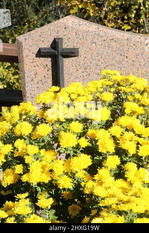 Chrysanthèmes jaunes sur une pierre tombale. Saint-Nicolas de Véroce. Saint-Gervais-les-Bains. Alta Savoia. Auvergne-Rhône-Alpes. Alta Savoia. Franco Foto Stock