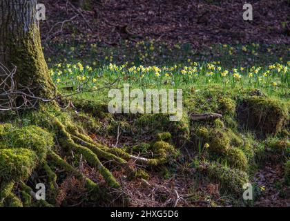 Regno Unito, Inghilterra, Devon, Dunsford. Vicino alla zona di Steps Bridge sul fiume Teign. Wild Daffodils moquette le banche nel mese di marzo. Foto Stock