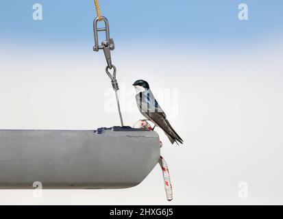 Un albero rondine arroccato su corda nautica al bordo di una barca, con un ampio sfondo di spazio aperto di nuvole bianche e cielo blu. Foto Stock