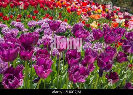 tulipani belli e colorati con foglie verdi sul prato in primavera nel mese di aprile Foto Stock