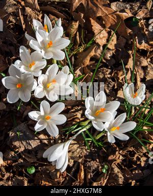 Fiori bianchi di crocus che sono spalancati nel sole primaverile che mostrano la struttura interna Foto Stock