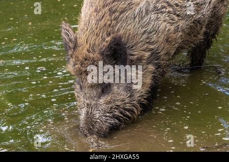 Un maiale selvatico si estrada in una pozzanghera d'acqua. Foto Stock