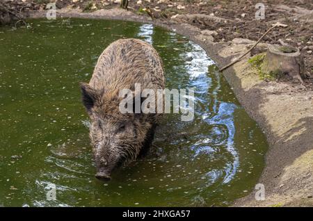 Un maiale selvatico si estrada in una pozzanghera d'acqua. Foto Stock