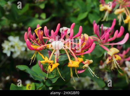 Lonicera etrusca superba o Red Lonicera japonica noto come Pink Japanese Honeysuckle fiori con fogliame sullo sfondo. Foto Stock
