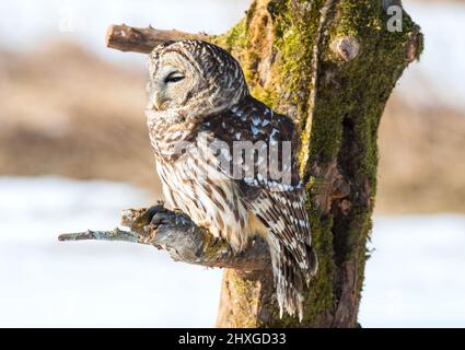 Un bel gufo barrato che passava in giro su un albero. Foto Stock