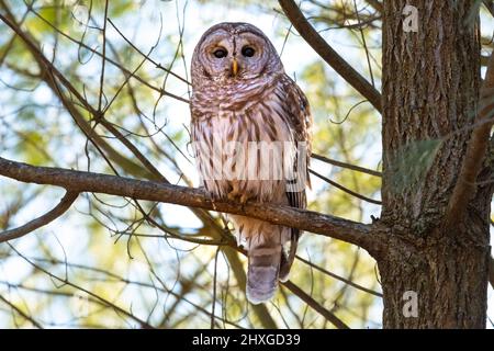 Un bel gufo barrato che passava in giro su un albero. Foto Stock