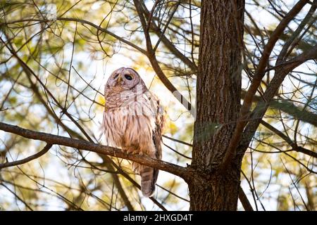 Un bel gufo barrato che passava in giro su un albero. Foto Stock