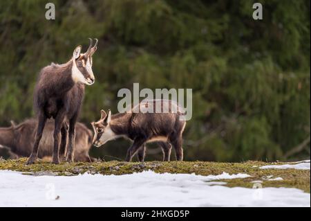 Camoscio nella neve. Due rupicapra in Svizzera. Madre e piccola. Foto Stock