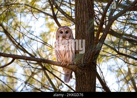 Un bel gufo barrato che passava in giro su un albero. Foto Stock