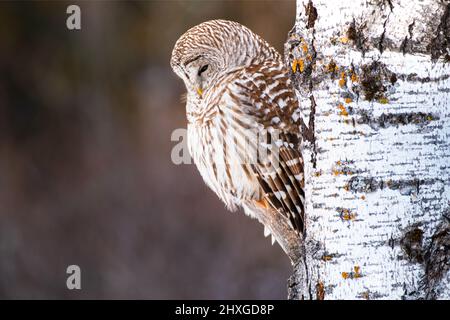 Un bel gufo barrato che passava in giro su un albero. Foto Stock