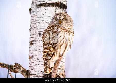 Un bel gufo barrato che passava in giro su un albero. Foto Stock