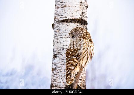 Un bel gufo barrato che passava in giro su un albero. Foto Stock