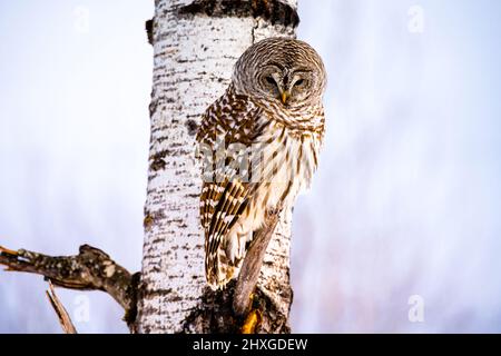 Un bel gufo barrato che passava in giro su un albero. Foto Stock