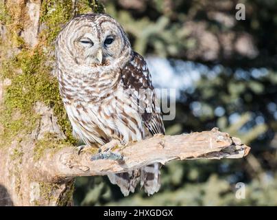 Un bel gufo barrato che passava in giro su un albero. Foto Stock