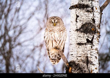 Un bel gufo barrato che passava in giro su un albero. Foto Stock