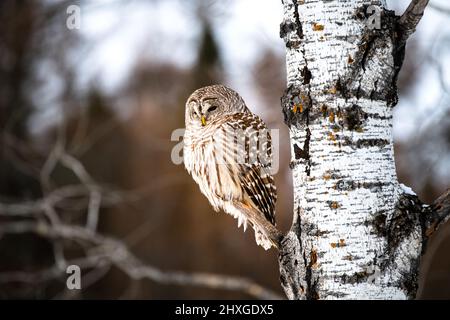 Un bel gufo barrato che passava in giro su un albero. Foto Stock