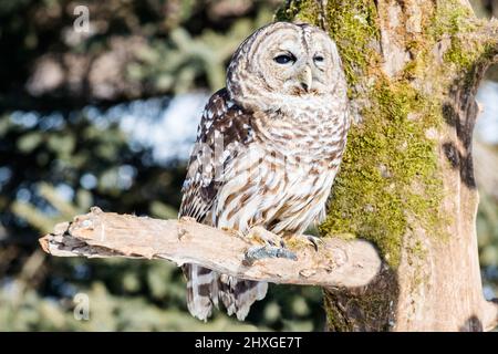 Un bel gufo barrato che passava in giro su un albero. Foto Stock