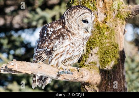 Un bel gufo barrato che passava in giro su un albero. Foto Stock