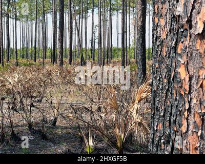 I paletti e i pini hanno visto mostrare gli effetti di un'ustione recentemente prescritto all'Okefenokee National Wildlife Refuge vicino Folkston, Georgia, USA. Foto Stock