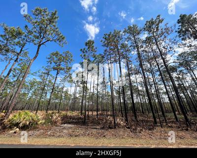 I paletti e i pini hanno visto mostrare gli effetti di un'ustione recentemente prescritto all'Okefenokee National Wildlife Refuge vicino Folkston, Georgia, USA. Foto Stock