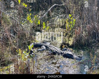 Un alligatore gode di una pigra giornata di marzo sotto il sole nella riserva naturale nazionale di Okefenokee, nelle vicinanze Foto Stock