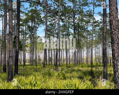 I paletti e i pini hanno visto mostrare gli effetti di un'ustione recentemente prescritto all'Okefenokee National Wildlife Refuge vicino Folkston, Georgia, USA. Foto Stock