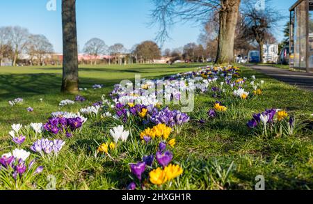 Croci di colore misto in fiore che crescono in erba in primavera sole, Leith Links, Edimburgo, Scozia, Regno Unito Foto Stock