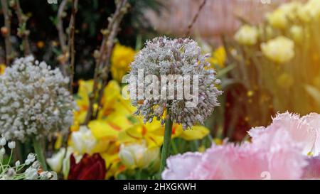 Cipolla decorativa nel giardino primaverile, delicato sfondo naturale. Foto Stock