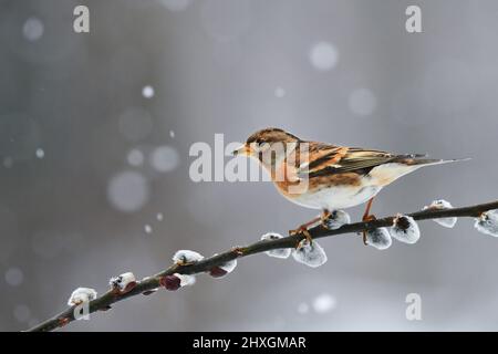 Bella brambling (Fringilla montifringilla) fotografata in inverno durante una nevicata. Foto Stock