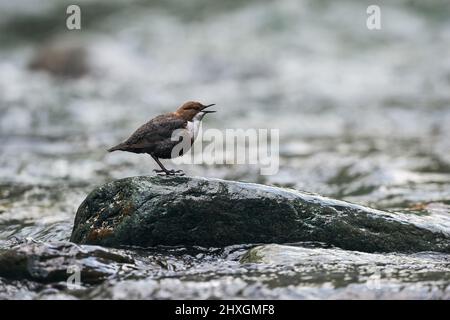 Unione bilanciere su una roccia sulla sponda di un ruscello di montagna Foto Stock