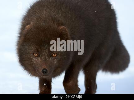 Volpe blu artica (Alopex lagopus) fotografata in Islanda mentre camminava nella neve. Foto Stock