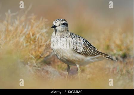 Dotterello eurasiatico (Charadrius morinellus) fotografato nelle Alpi italiane, in erba bassa. Foto Stock