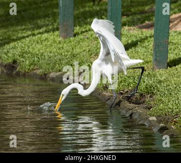 Intermedio / Plumed Egret, Ardea intermedia, con ali allungate, su banca erbosa e la pesca in acqua di lago nel parco urbano in Australia Foto Stock