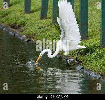 Intermedio / Plumed Egret, Ardea intermedia, con ali allungate, su banca erbosa e la pesca in acqua di lago nel parco urbano in Australia Foto Stock