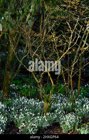 hamamelis, giardino snowdrop, gocce di neve, galanthus, giardino galanthus, giardino boschivo, legno, primavera nel giardino boschivo, alba nel bosco primaverile garde Foto Stock
