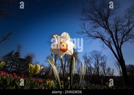 Daffodil in primo piano. Vista ravvicinata di un daffodil nel parco. Foto di sfondo in fiore di primavera. Messa a fuoco selettiva. Foto Stock
