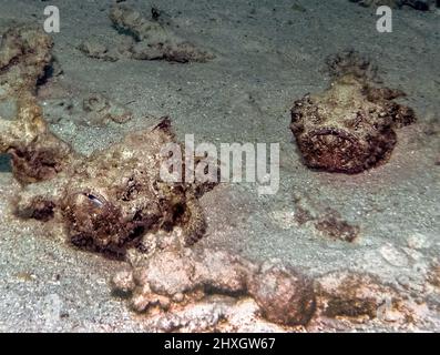 Un paio di scorpionfish diavolo (Scorpaenopsis diabolus) nel Mar Rosso, Egitto Foto Stock