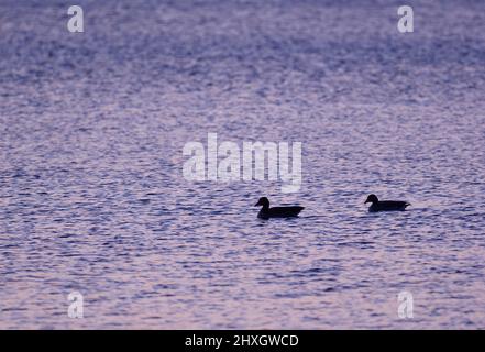 Berlino, Germania. 11th Mar 2022. 11.03.2022, Berlino. Due oche grigie (Anser anser) nuotano sul lago di Wannsee poco dopo il tramonto. Credit: Wolfram Steinberg/dpa Credit: Wolfram Steinberg/dpa/Alamy Live News Foto Stock