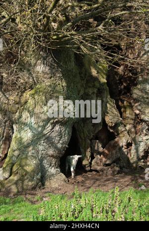 L'Agnello di Pasqua e la quercia Bowthorpe - giovane e vecchia Foto Stock