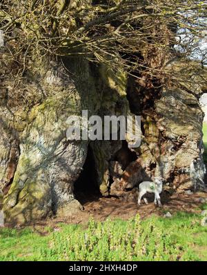 Un agnello giovane emerge dall'antica quercia di Bowthorpe simile a una grotta e ricorda la storia pasquale Foto Stock